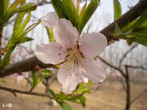 防桃花|【防桃花】斬斷爛桃花，防桃花劫！玄學秘法大公開